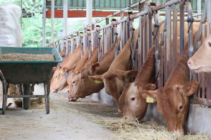 임실군, 축산개량은 10년 대계 우량...