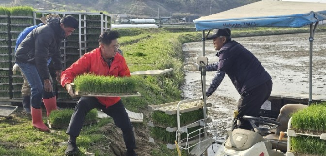 양평군, 올해 첫 모내기 실시…풍년 ...
