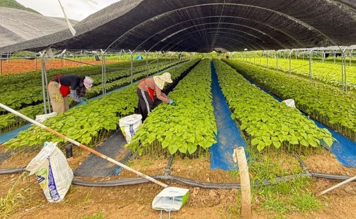 금산군, 외국인 계절근로자 493농가...